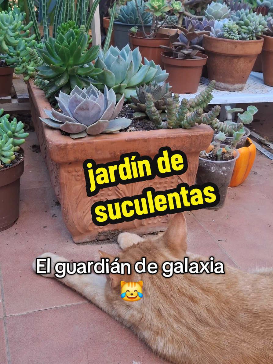@Succulent_ninja