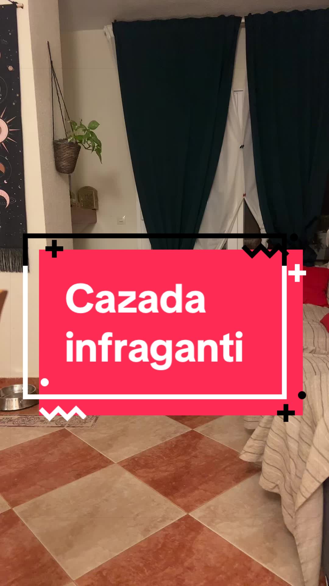 @adican_adiestradorcanino