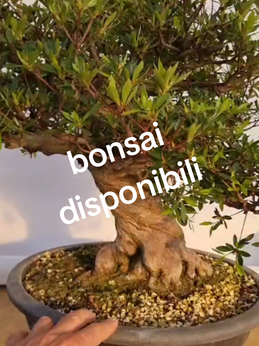 @BONS A.I.