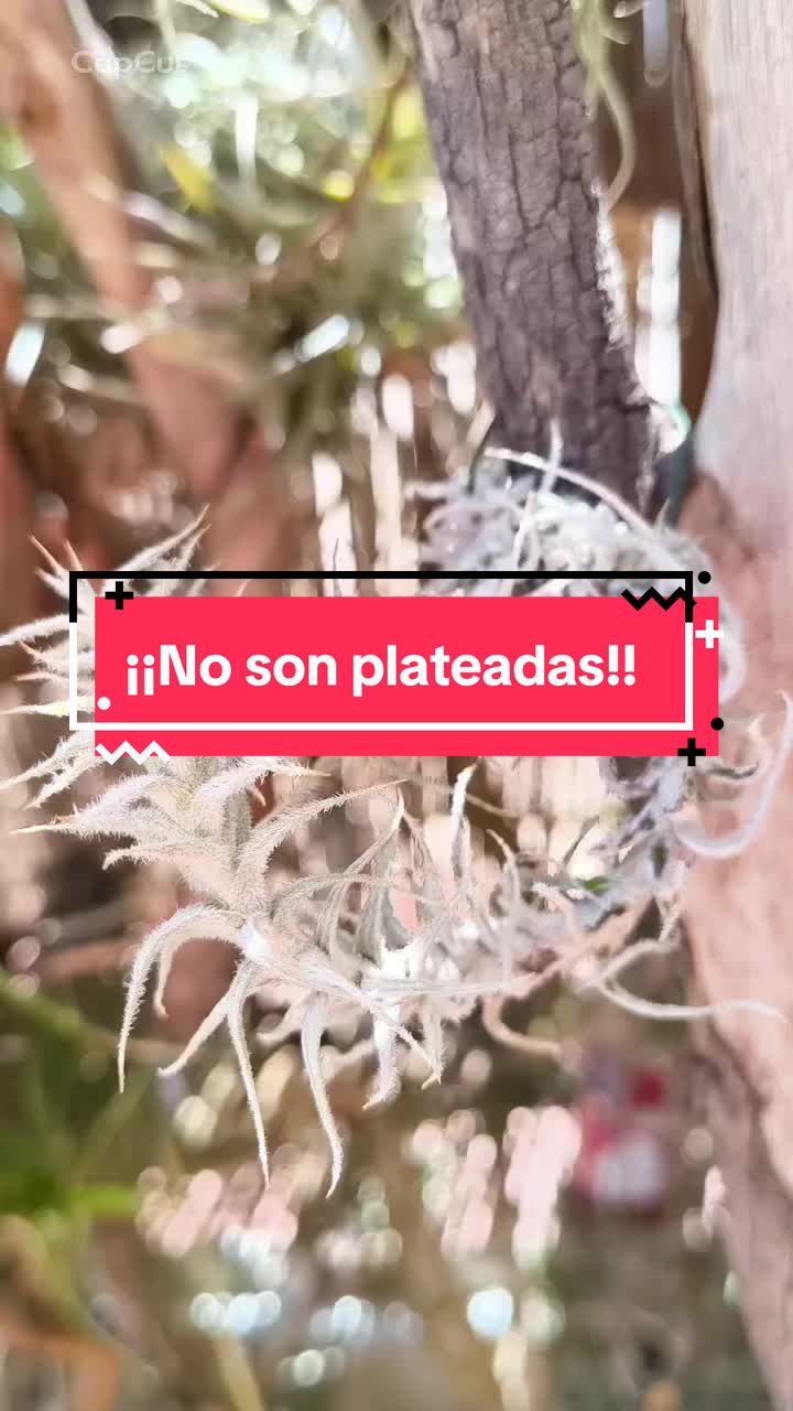 @𝑴𝒊 P𝒂𝒕𝒊𝒐𝒉𝒖𝒆𝒓𝒕𝒐
