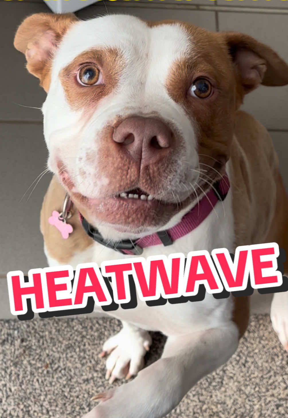 @RSPCA brighton
