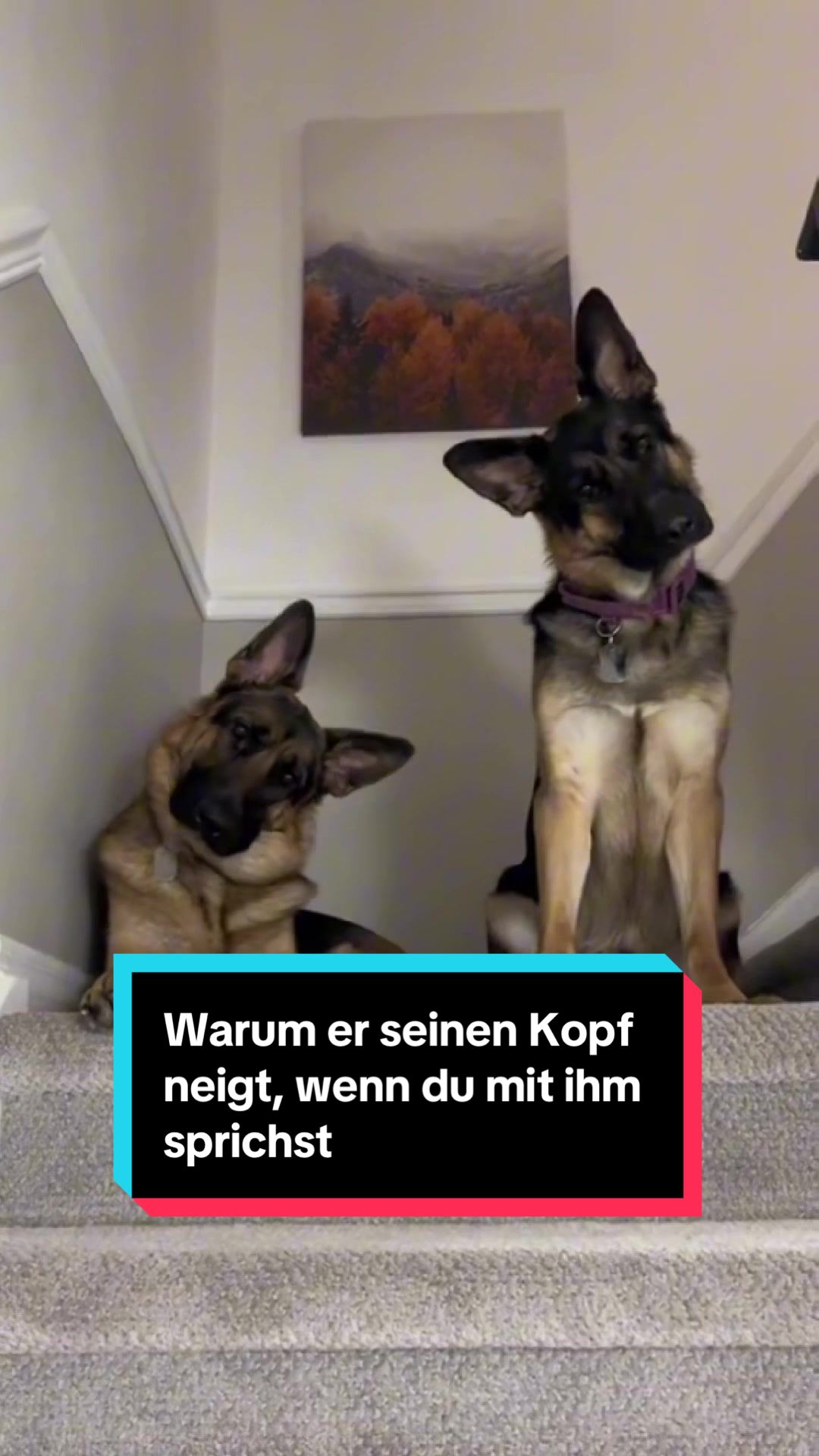 @Tiere kennen🐾