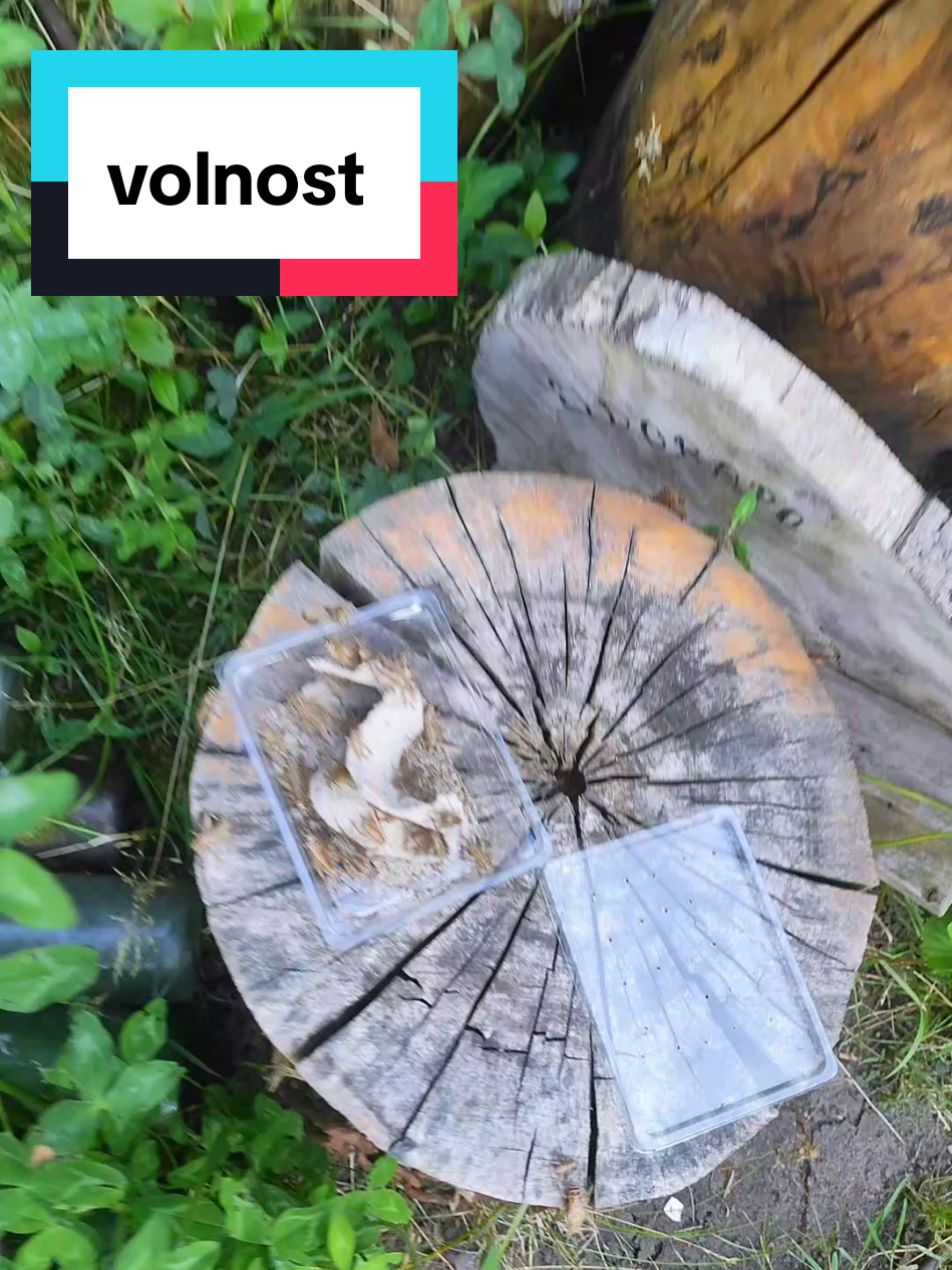 @Blanka_Avelote_Tauerová