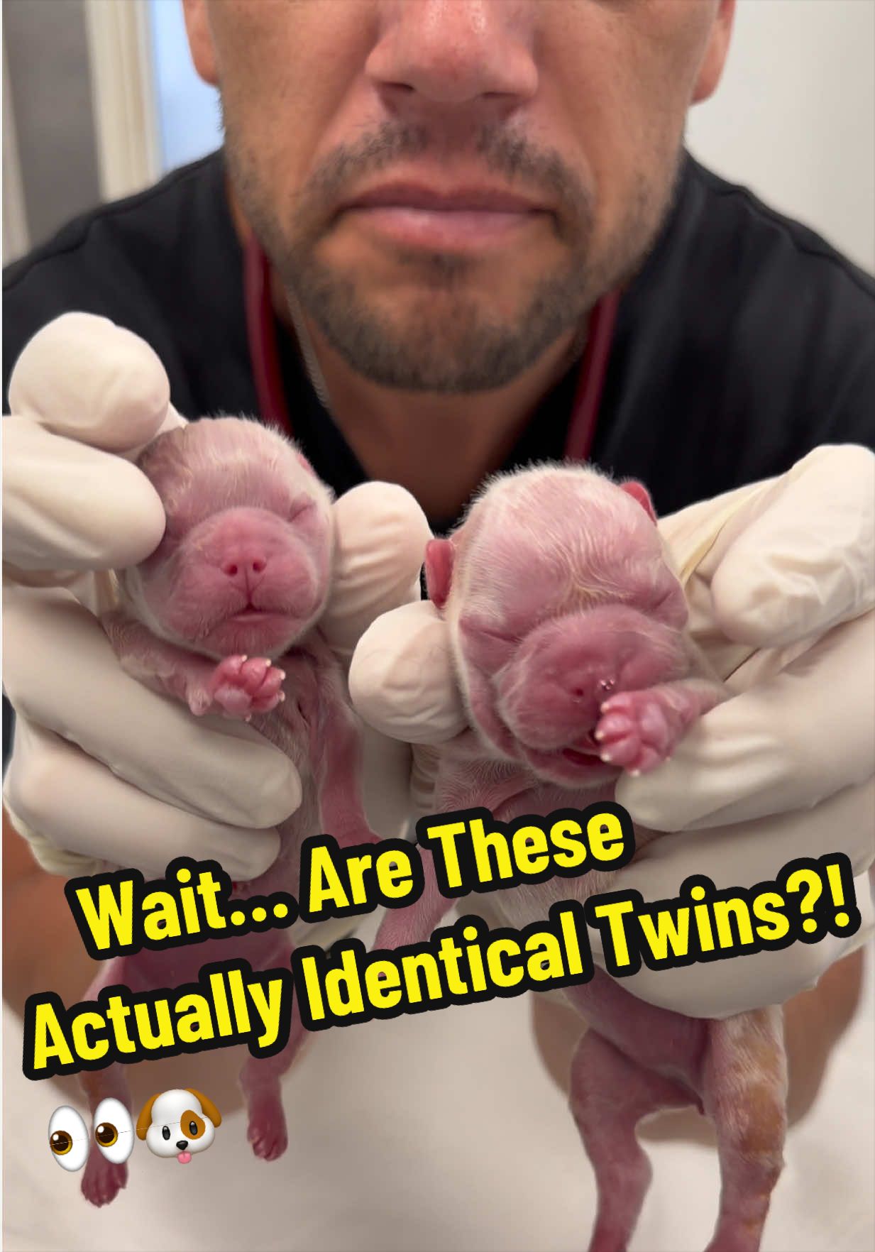 @Tomasthevet