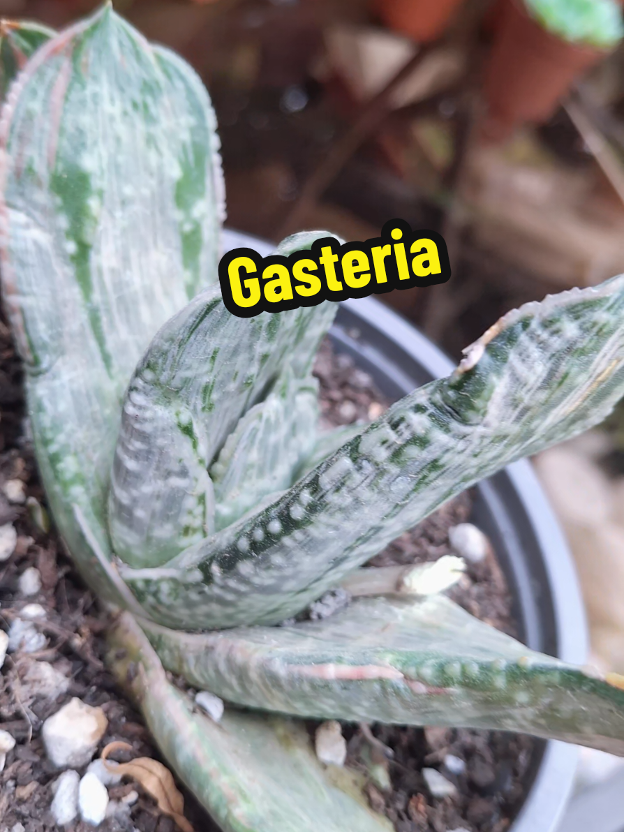 @Succulent_ninja