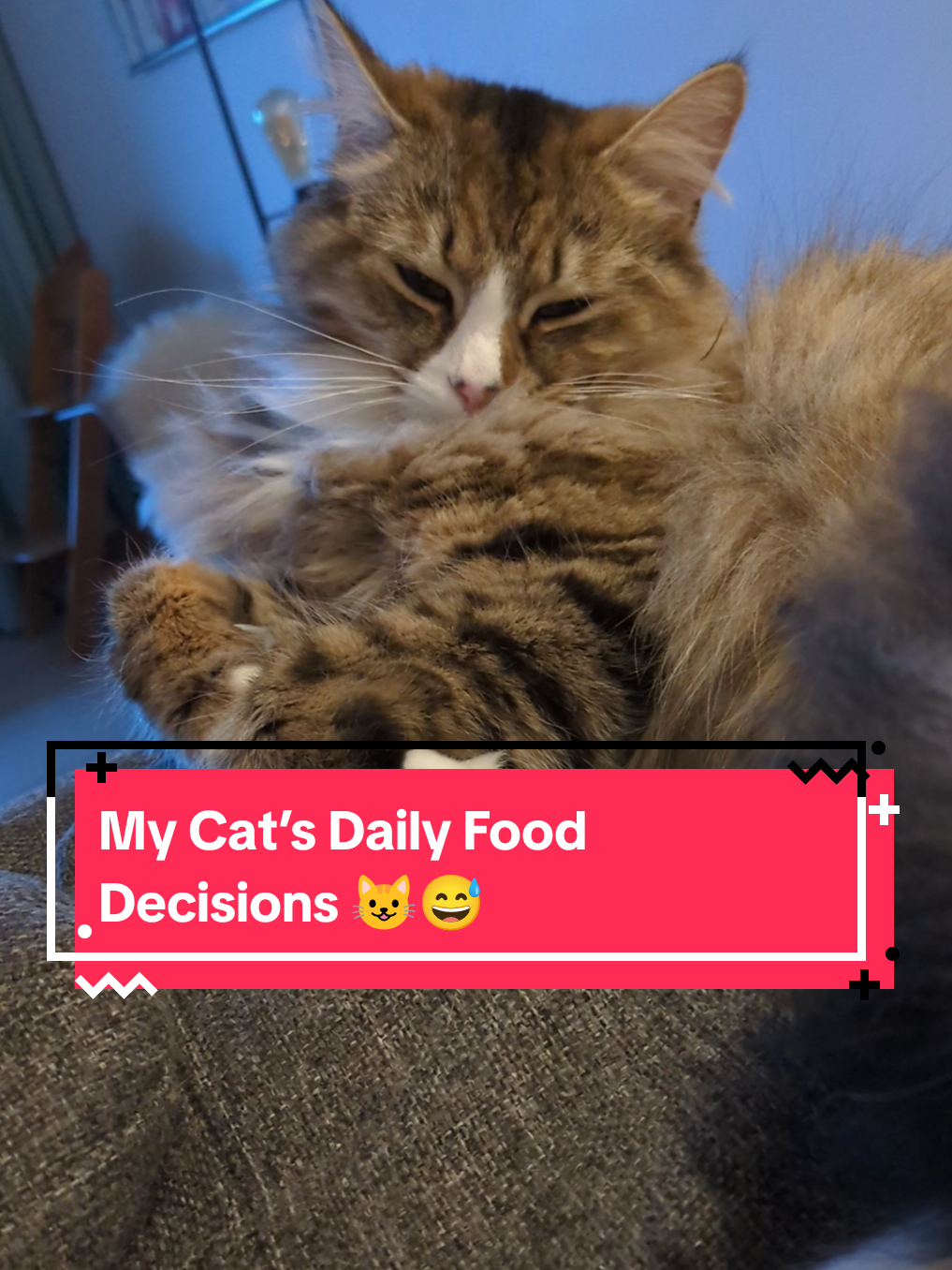 @The Cutest Cats Ever