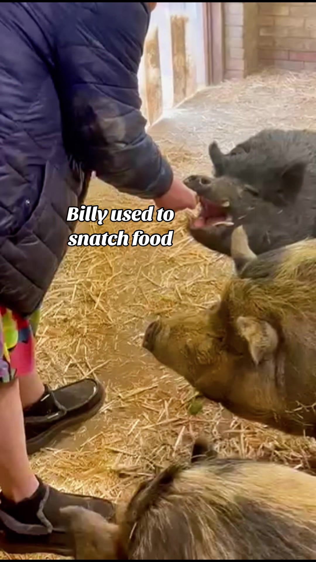@AhimsaAnimalSanctuaryUK