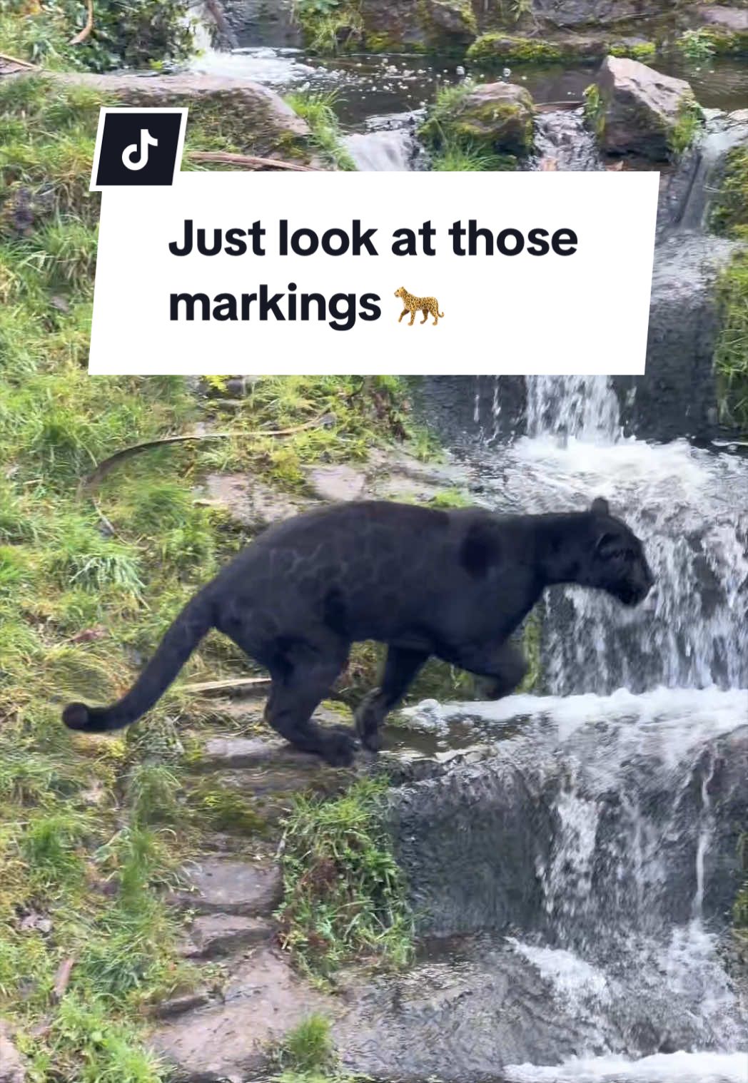 @Animals Travel Adventures