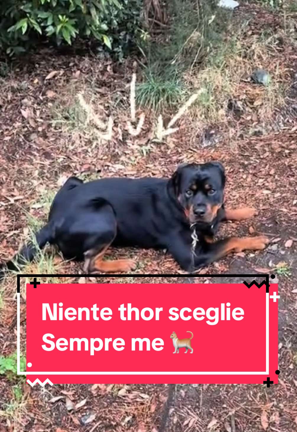 @Le avventure di Thor 🌪️ w ❤️