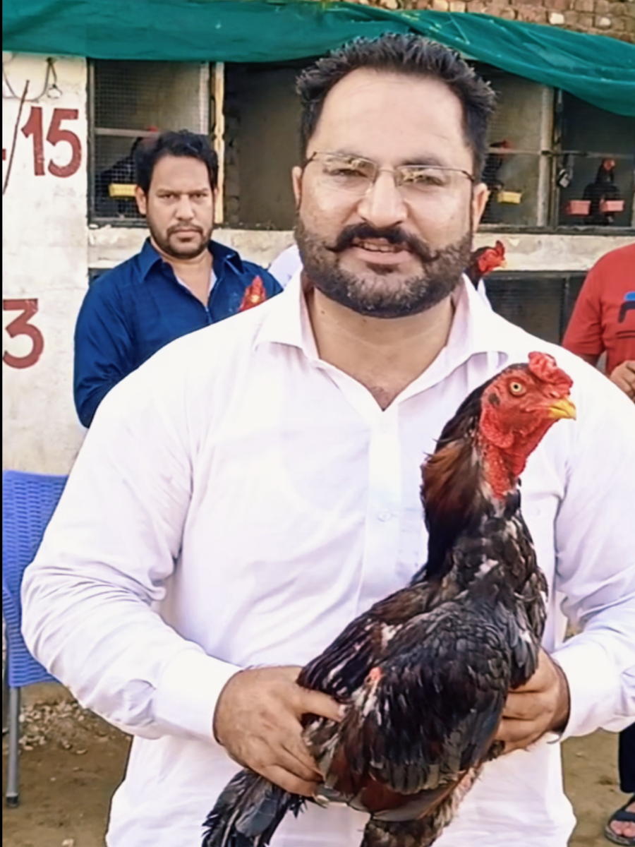 @PK Smart Aseel Birds Factory