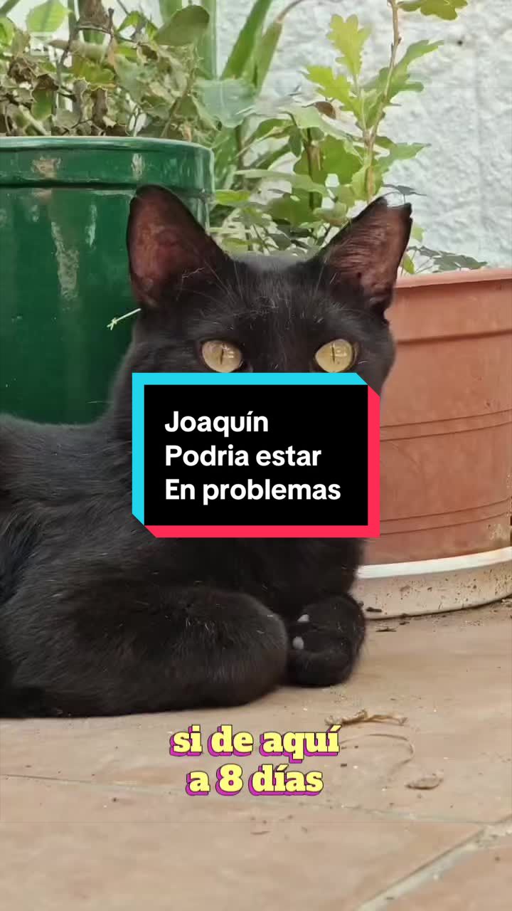@enGatadas