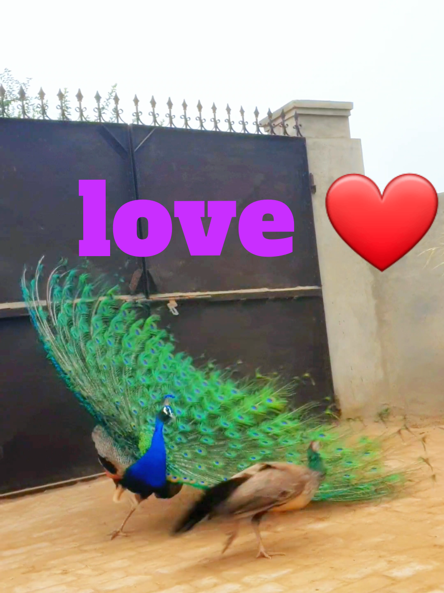 @☆*☆ Mahar Sana Ullah Jara ☆*☆