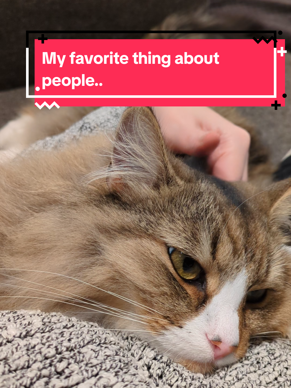 @The Cutest Cats Ever