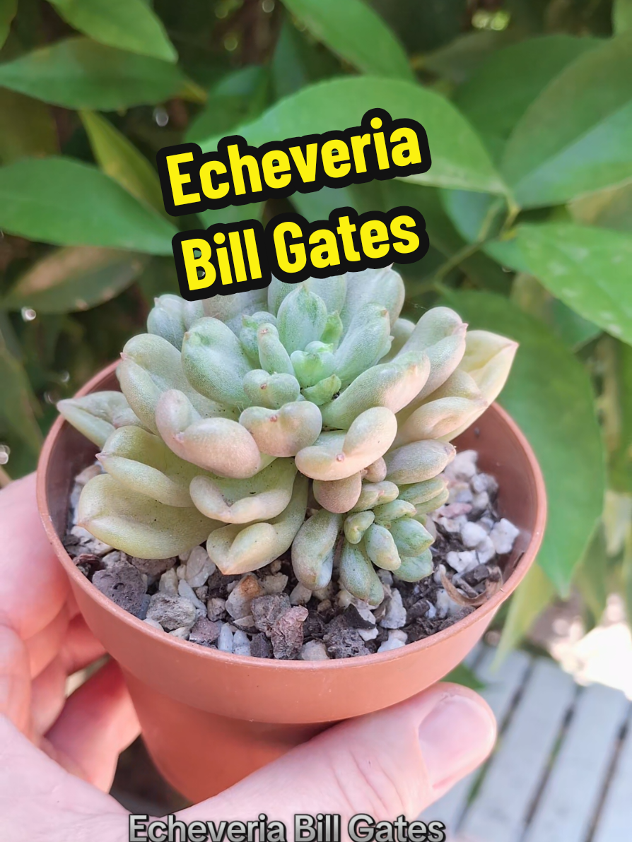 @Succulent_ninja