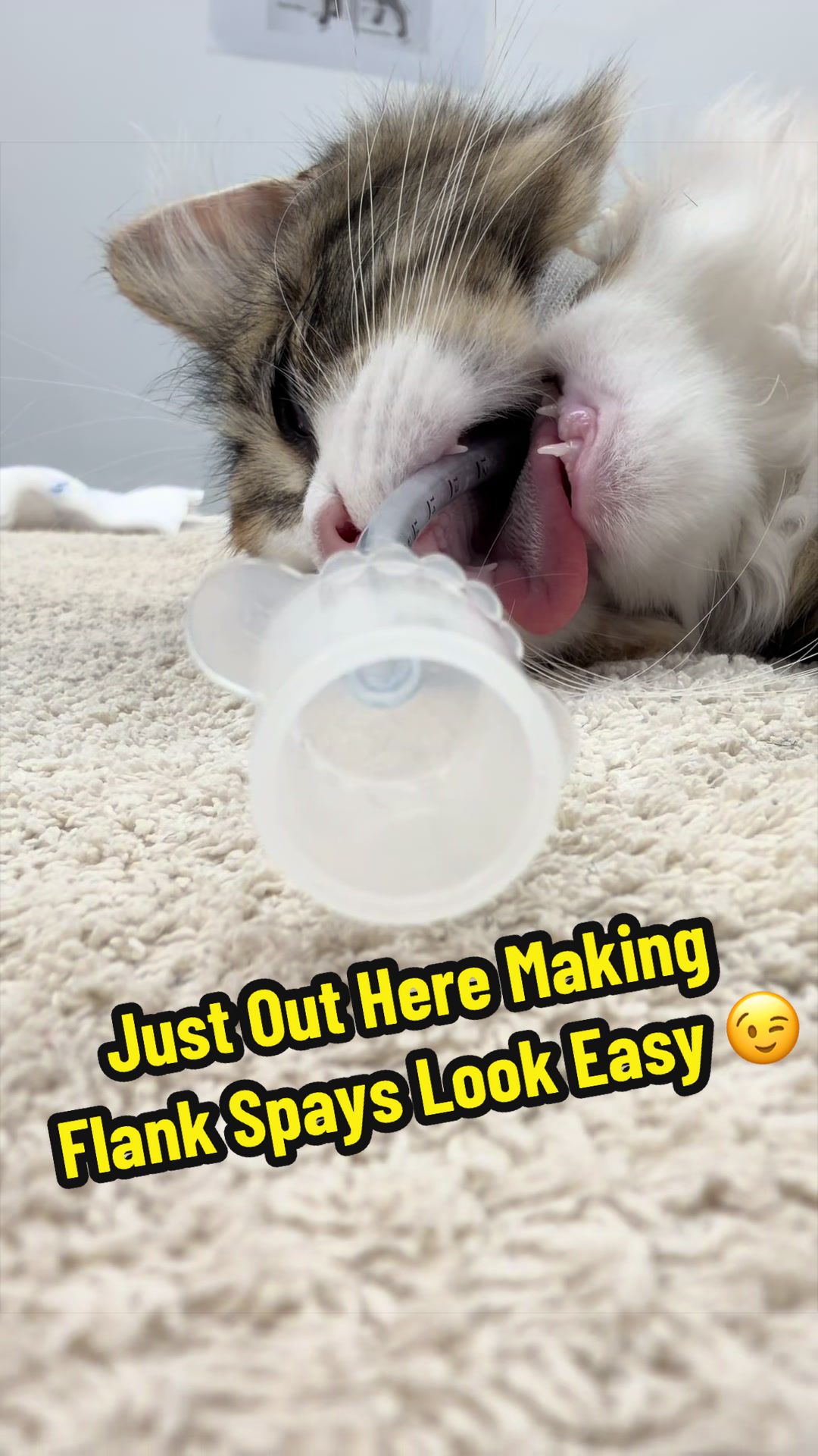 @Tomasthevet