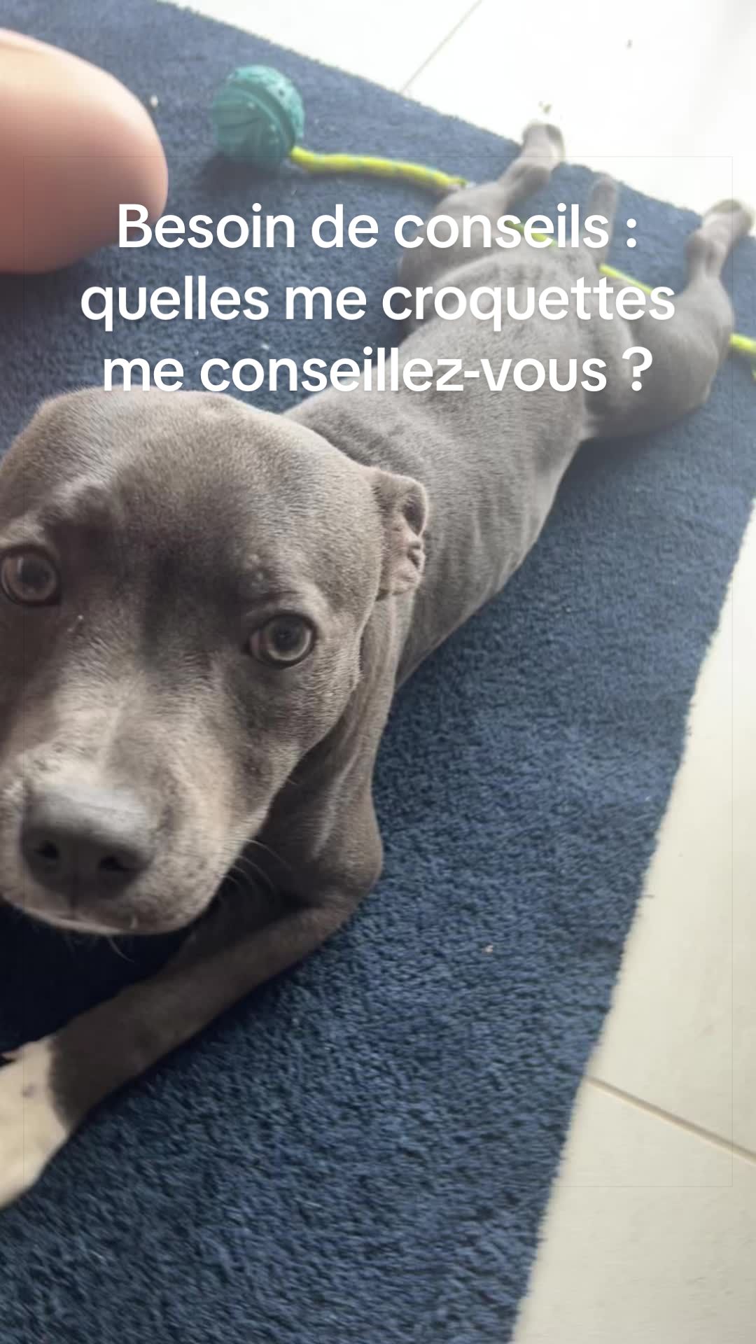 @staffy Alya