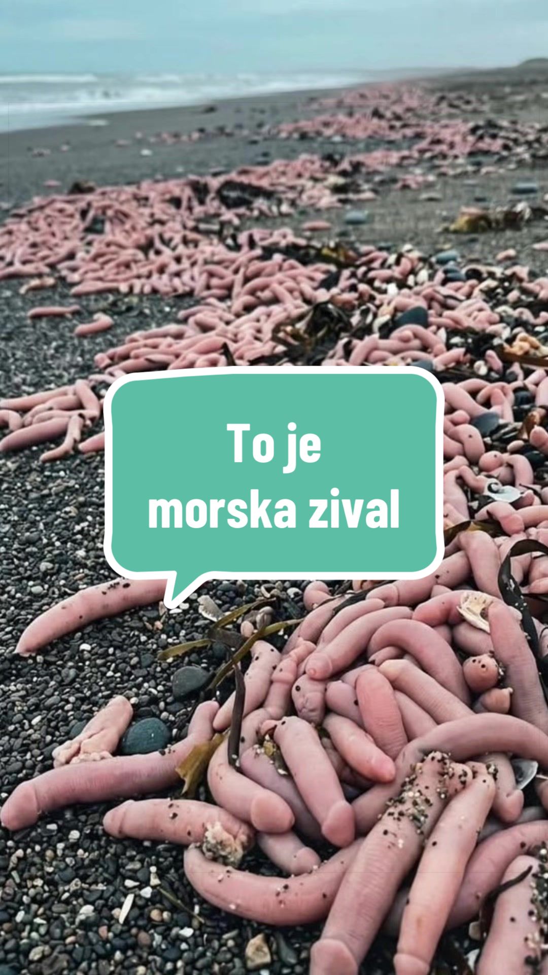 @Alenka Trogrlic