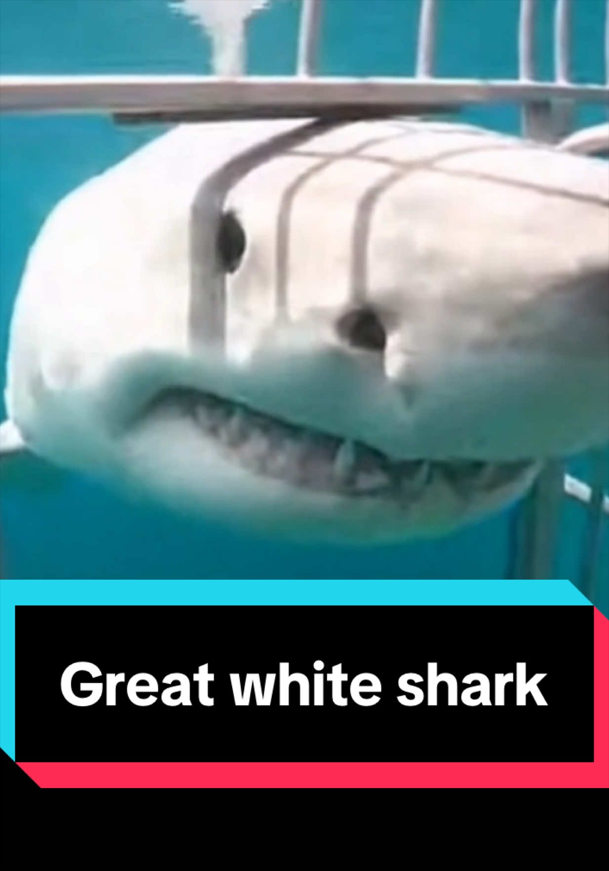 @The Shark Mommy