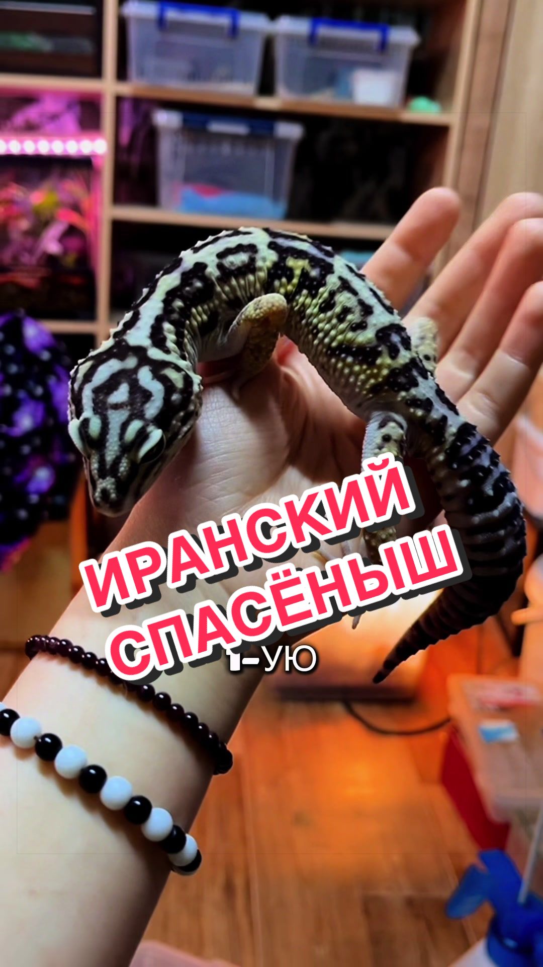 @🦎❤️Геля и питомцы❤️🦎