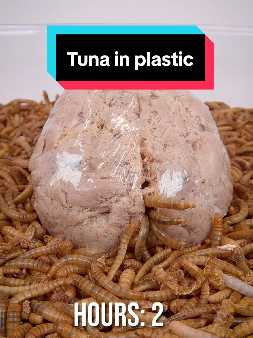 @wormlapse