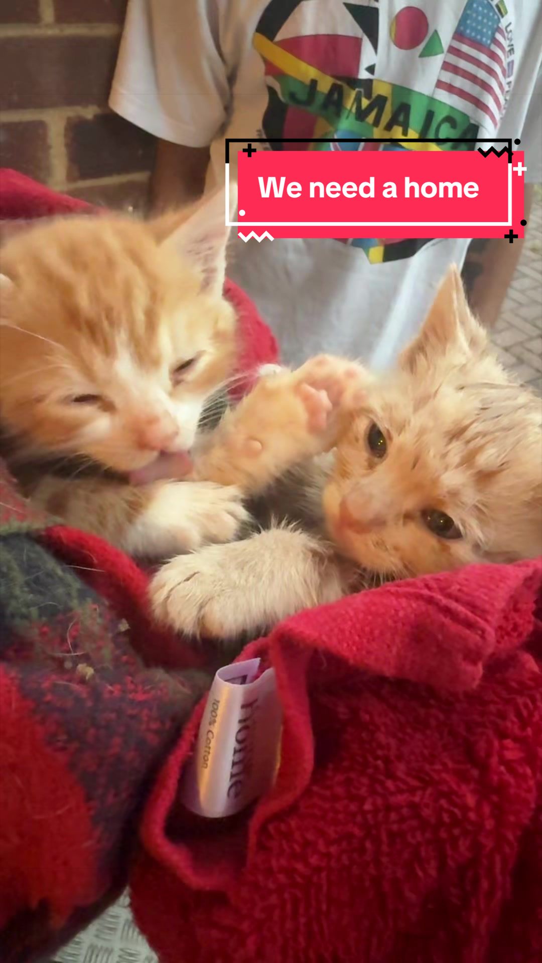 @Miracle Kittens