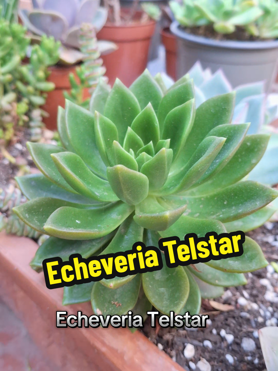 @Succulent_ninja