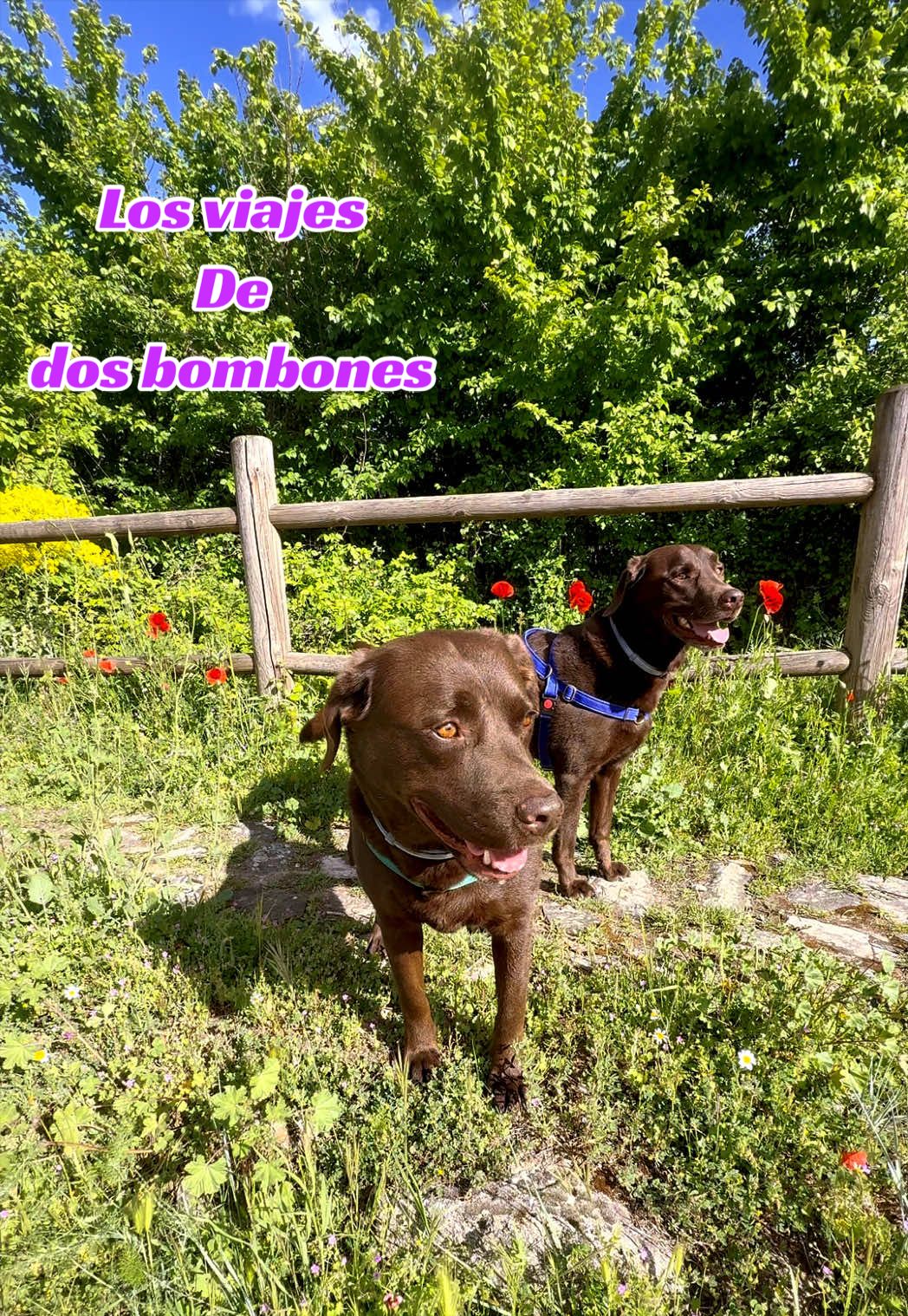 @Dos bombones