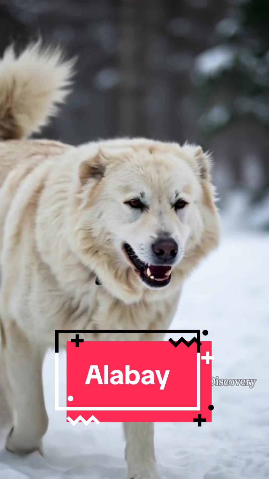 @Пушистики🐶