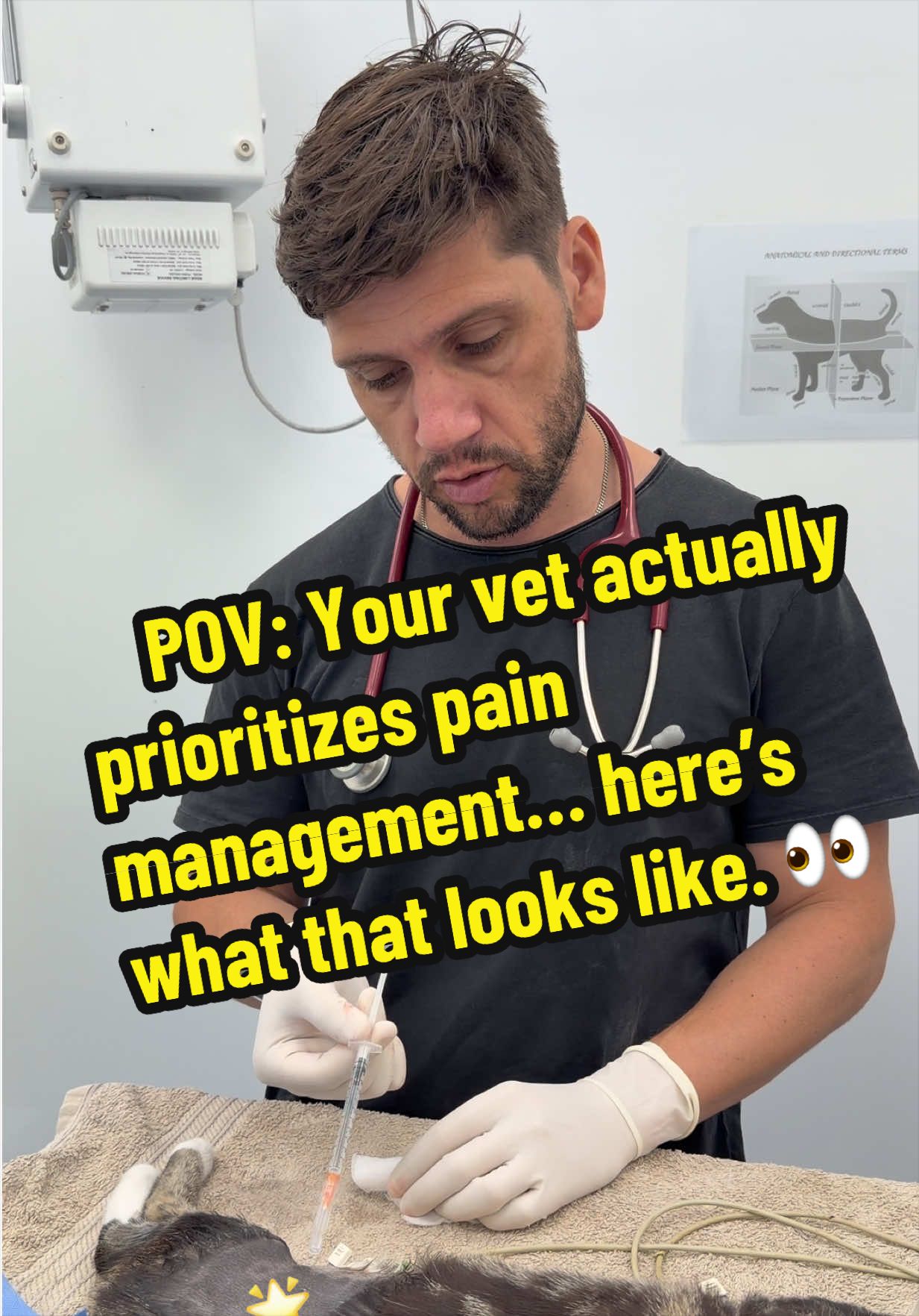 @Tomasthevet