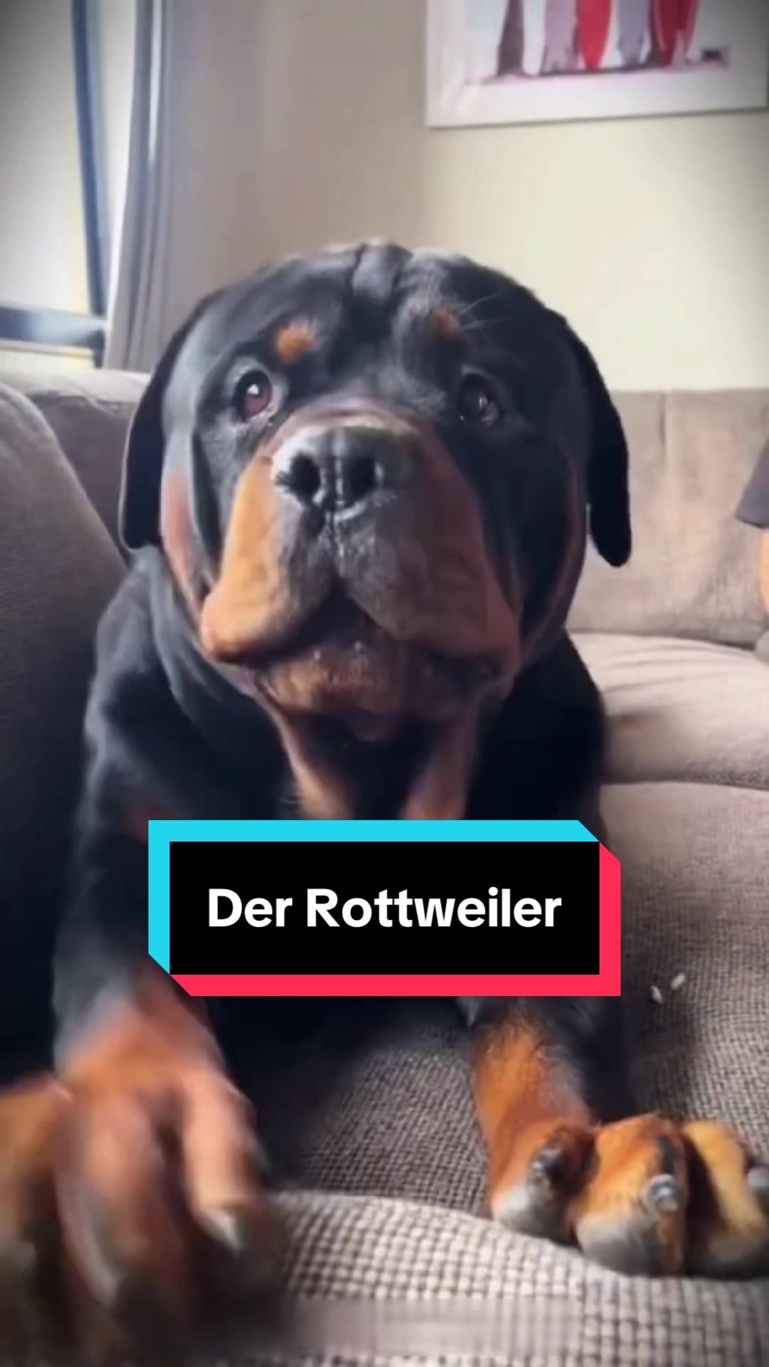 @Tiere kennen🐾