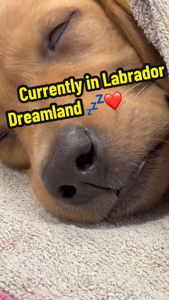 @Tomasthevet