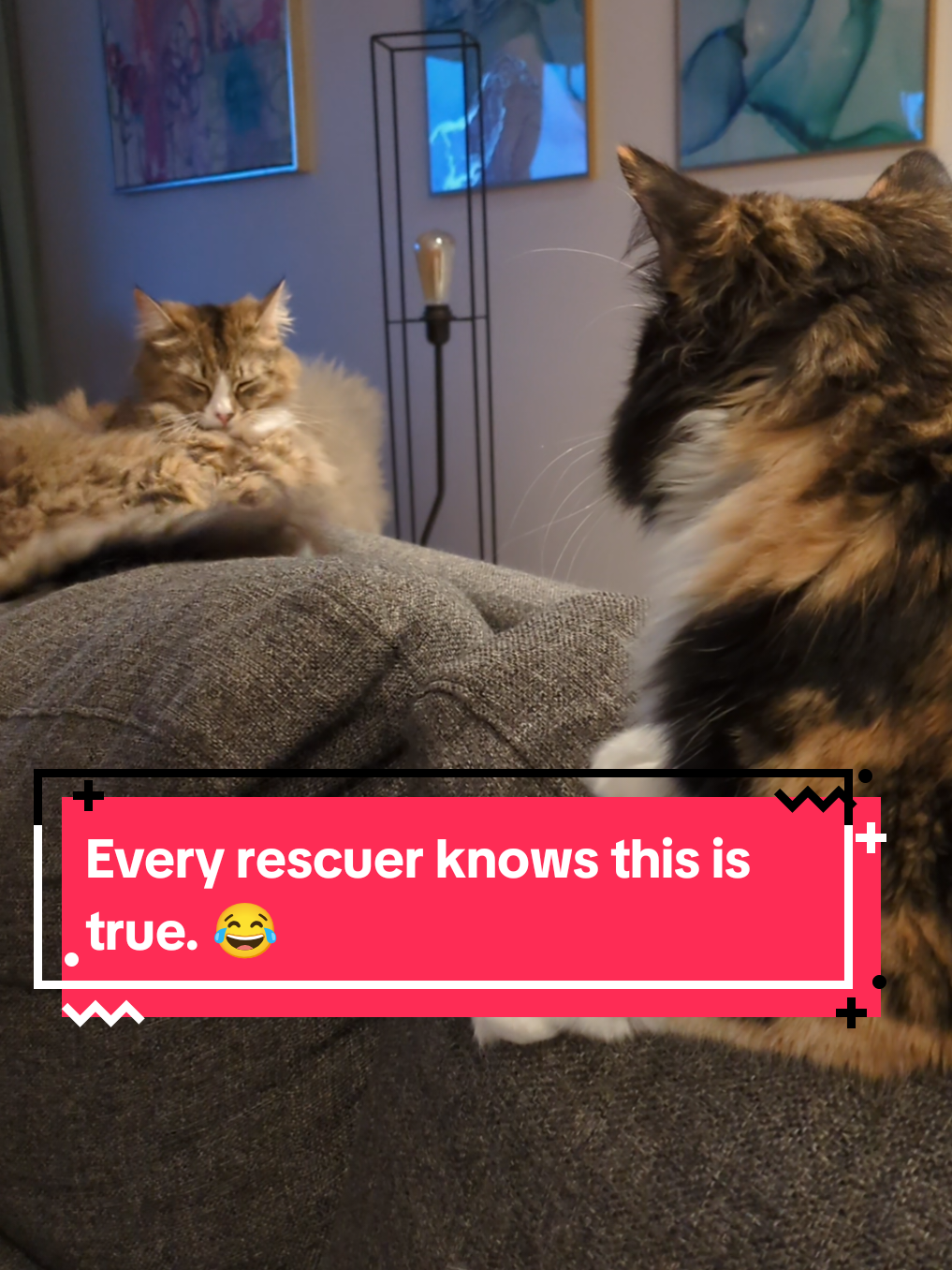 @The Cutest Cats Ever