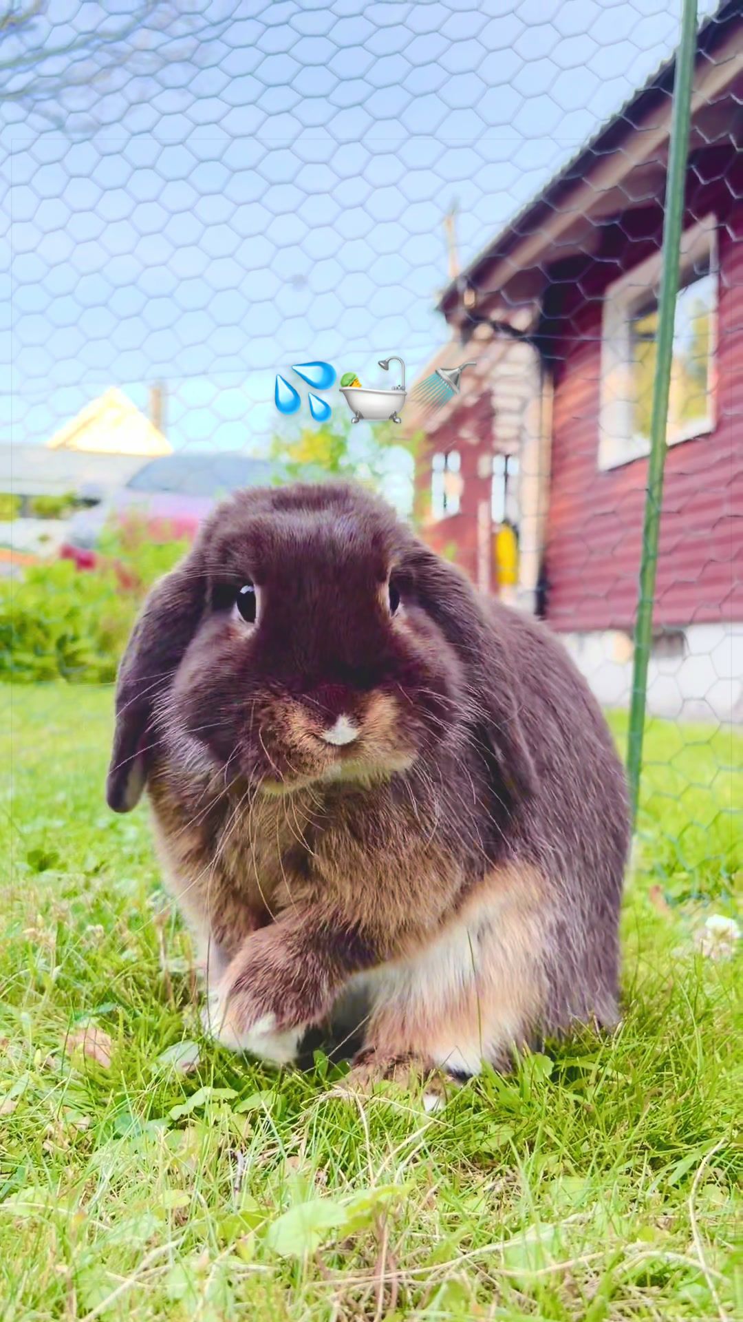 @Tiny bunny Arwen ✨