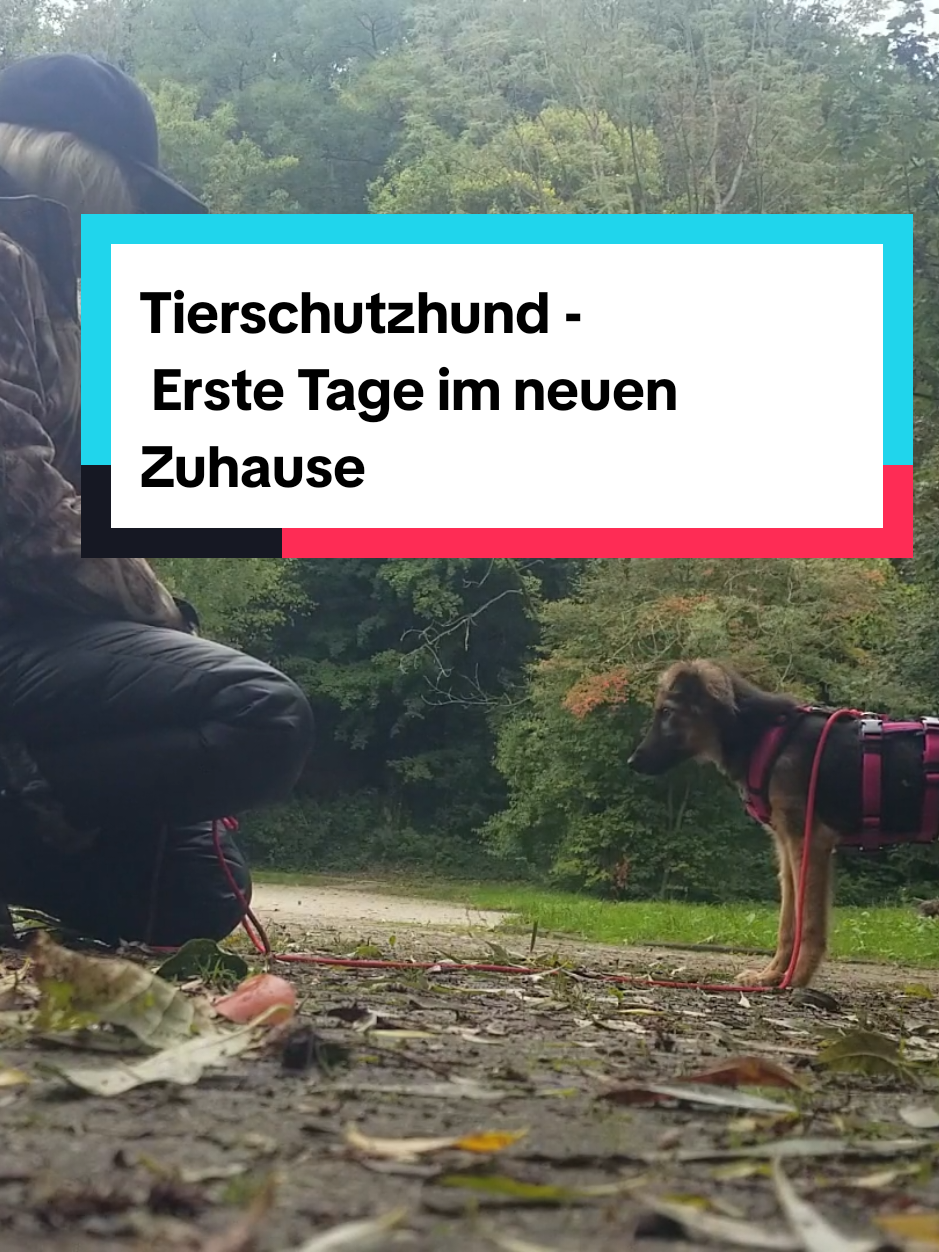 @Hundeschule Mit vier Pfoten