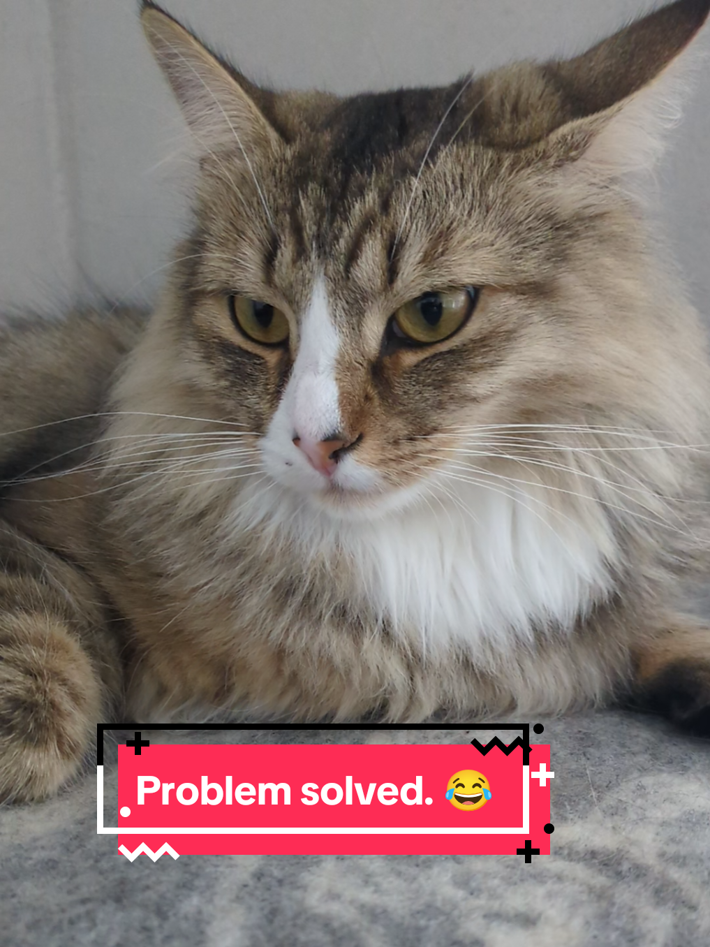 @The Cutest Cats Ever