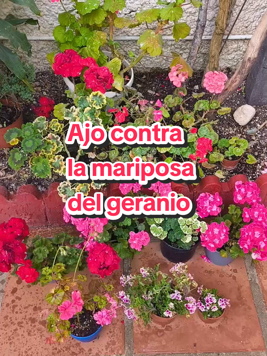 @𝑴𝒊 𝒑𝒂𝒕𝒊𝒐𝒉𝒖𝒆𝒓𝒕𝒐