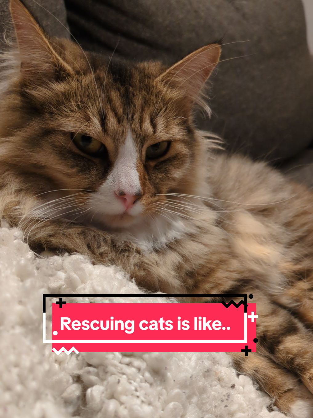 @The Cutest Cats Ever