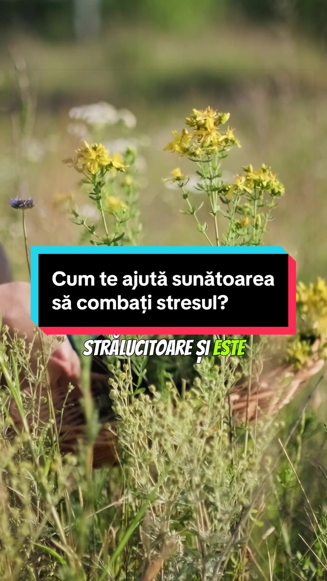 @Faunus Plant