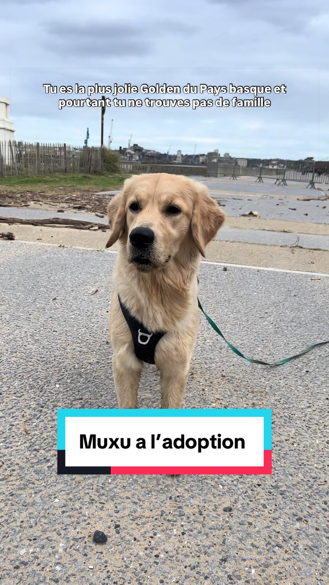 @Association Puppykittyfrance