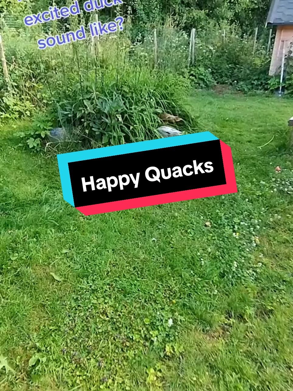 @The Doodle Quacks 🇸🇪🇬🇧🐔🦆