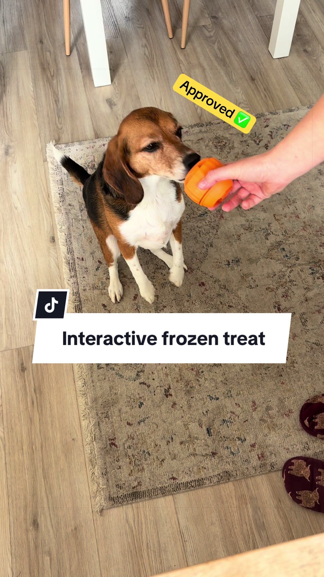 @Winnie the Therapy Dog 🐾✨