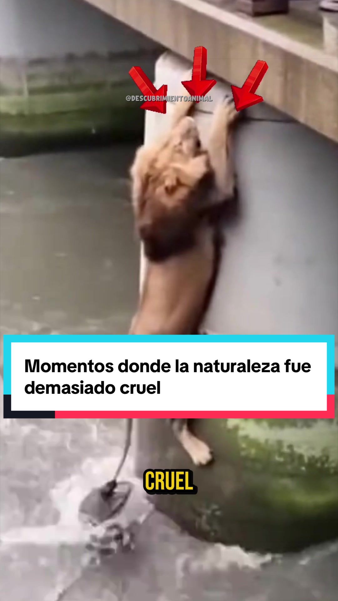 @Descubrimientoanimal