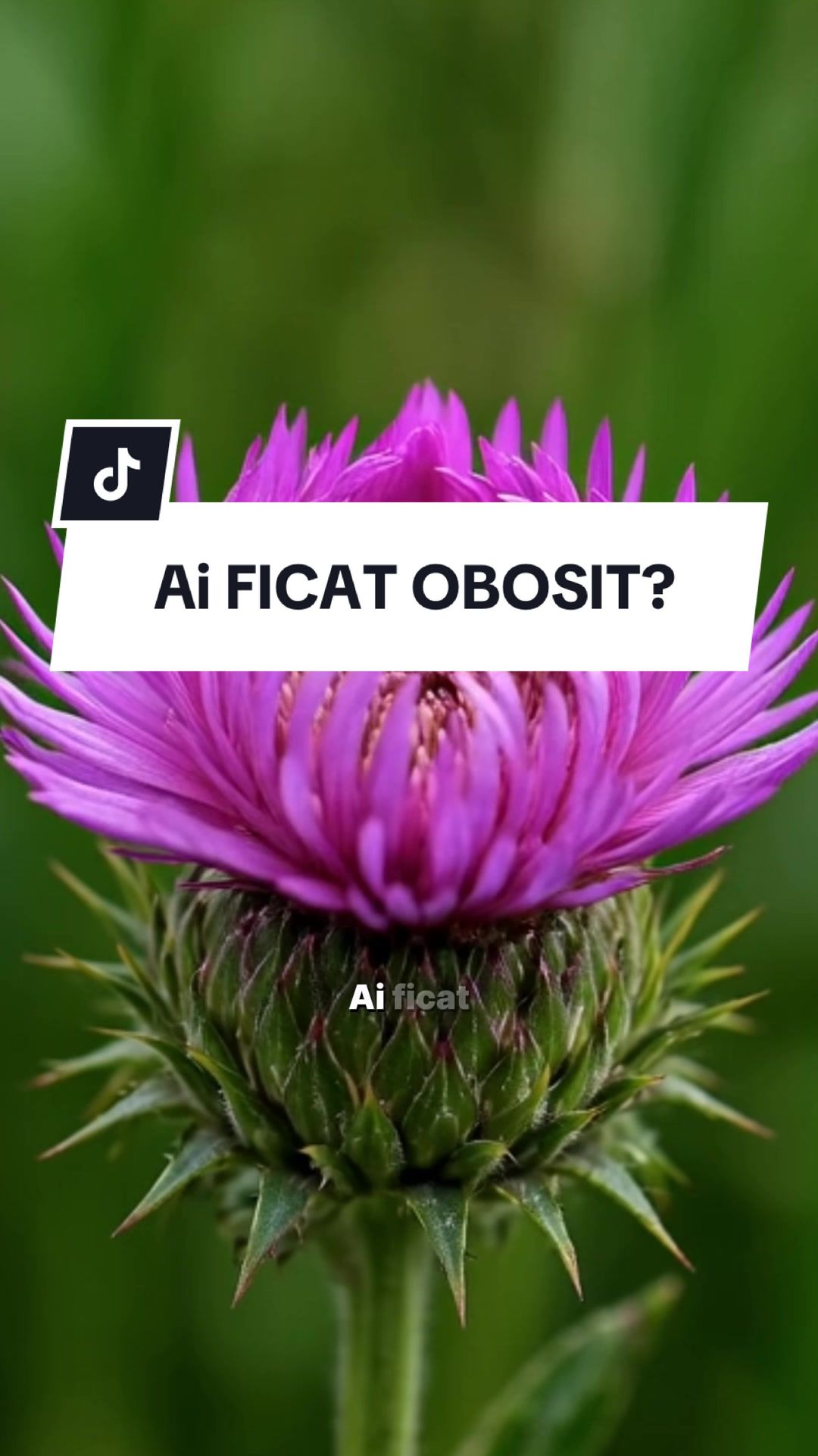 @Altfeel