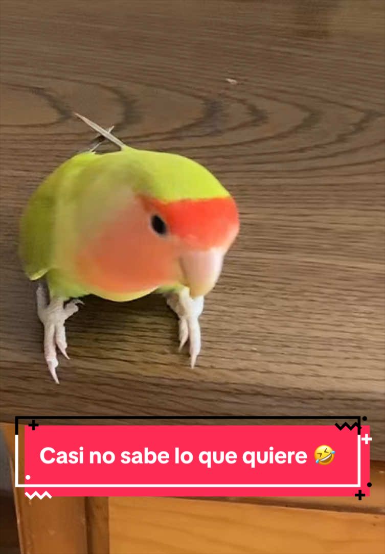 @chip y bella