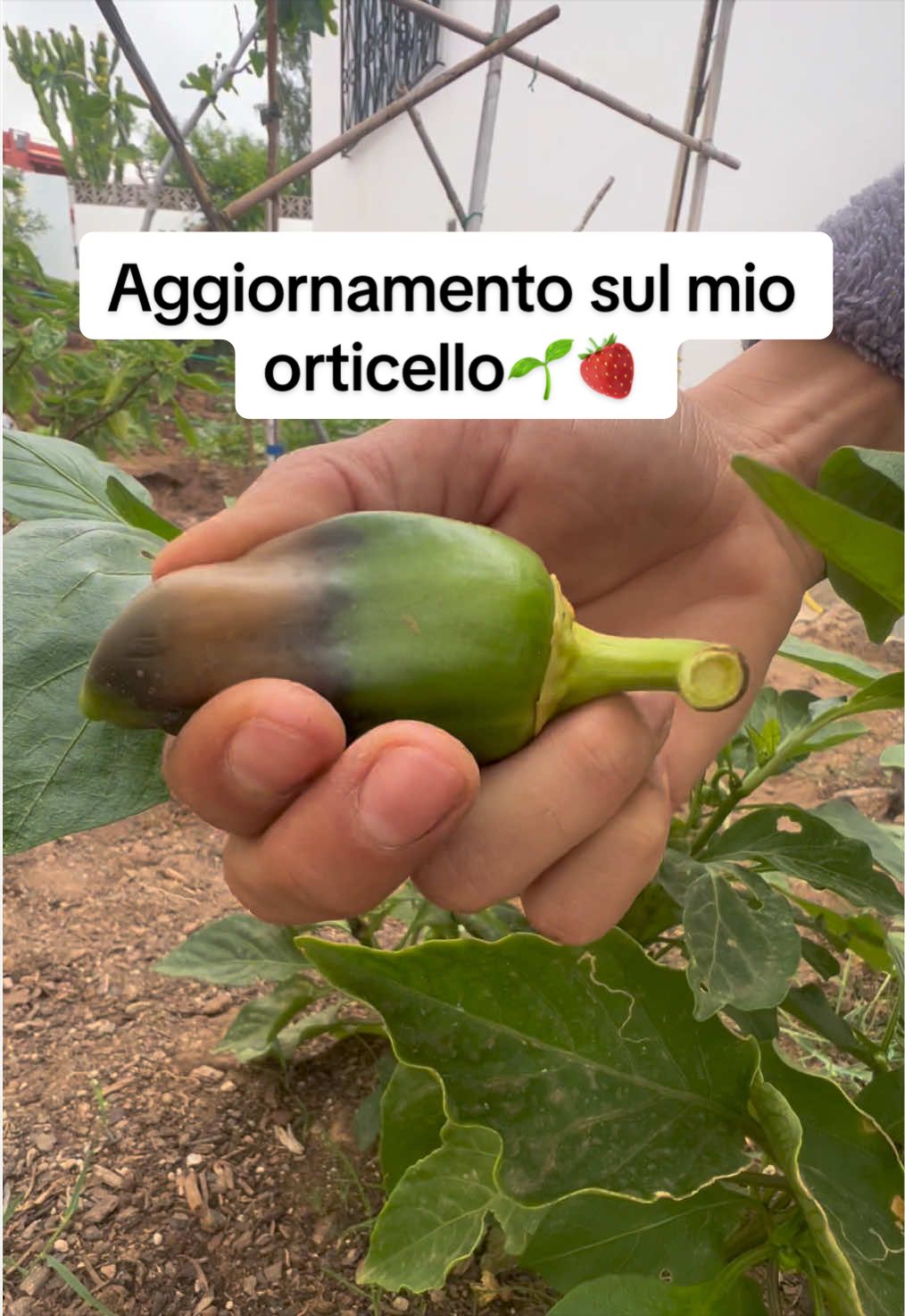 @nellabolladipam