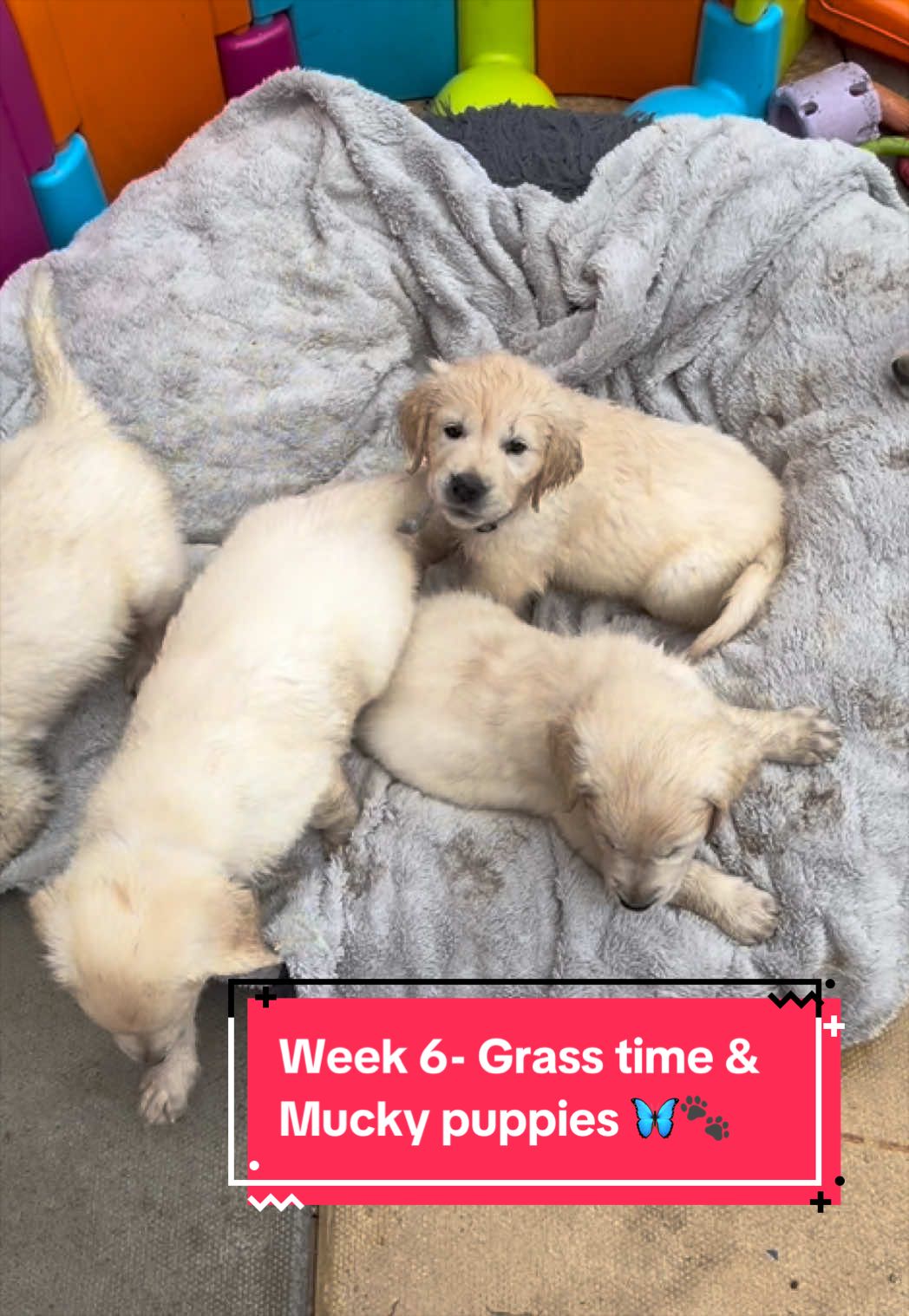 @Ateam Goldens