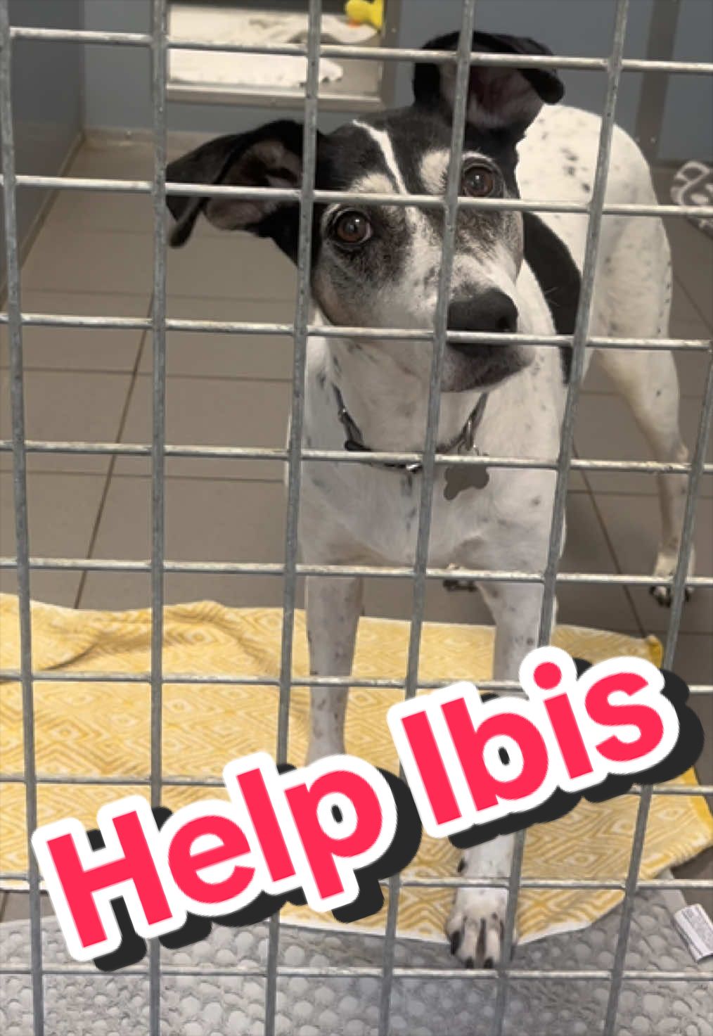 @RSPCA brighton
