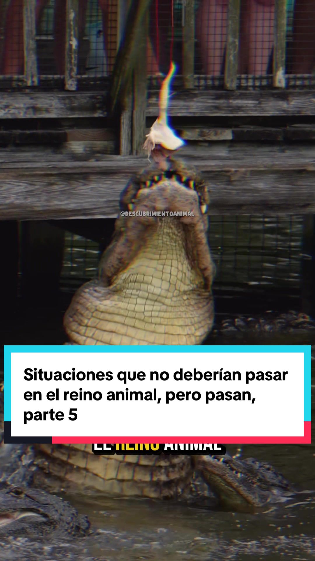 @Descubrimientoanimal