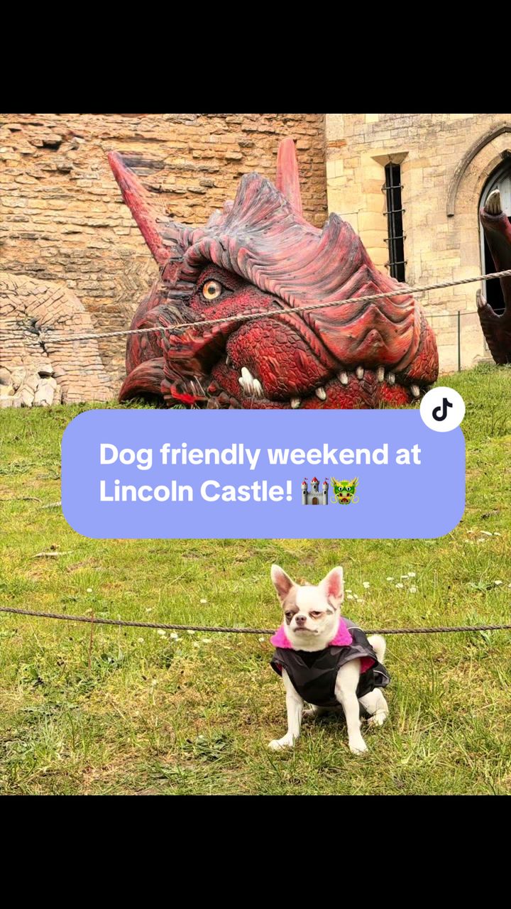 @My little Chi Chi