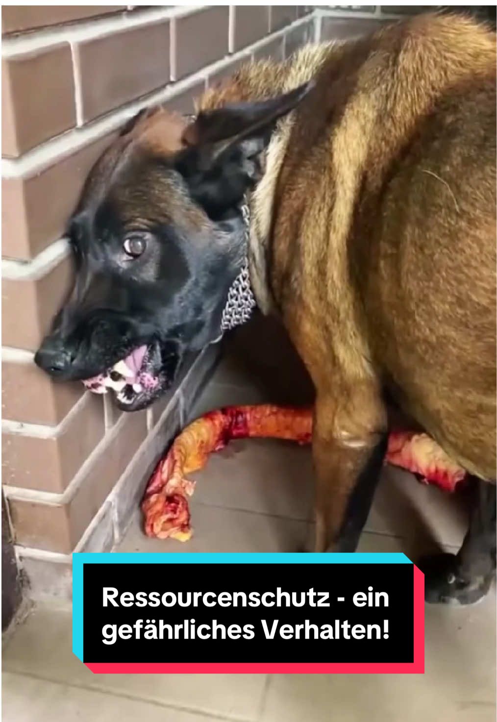 @Tiere kennen🐾